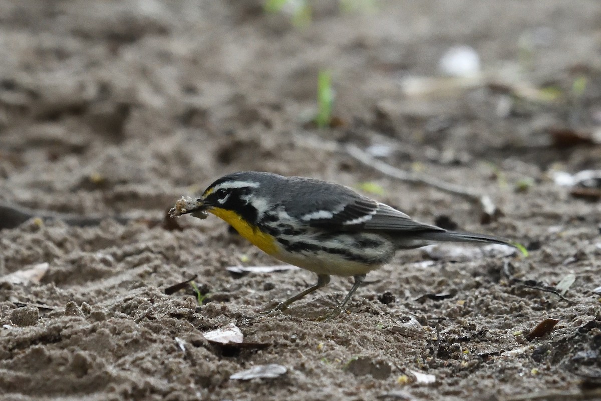 Yellow-throated Warbler - ML619292298