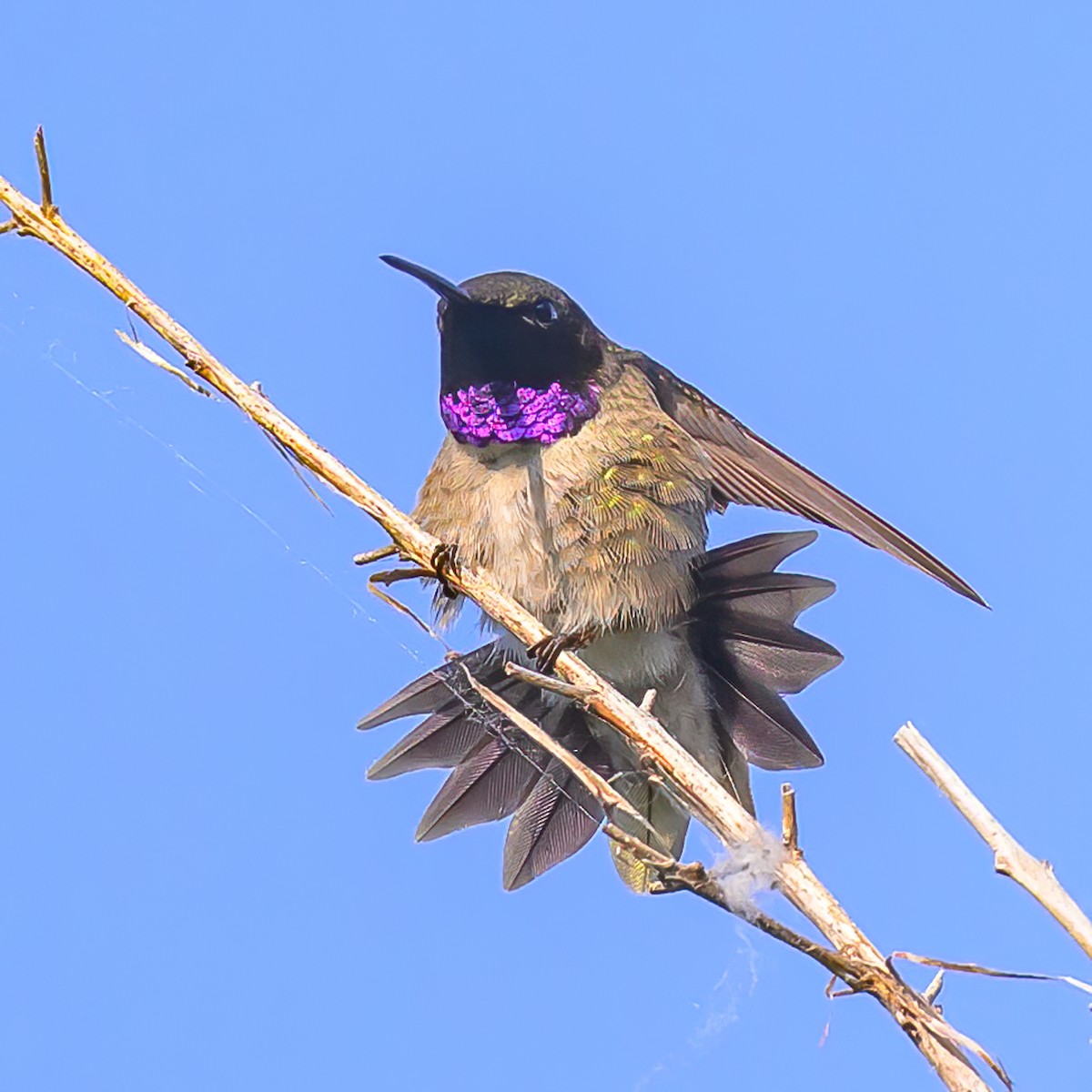 Black-chinned Hummingbird - ML619292302