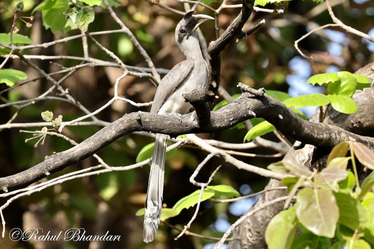 Indian Gray Hornbill - ML619292305
