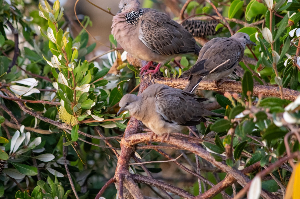 Spotted Dove - ML619292490