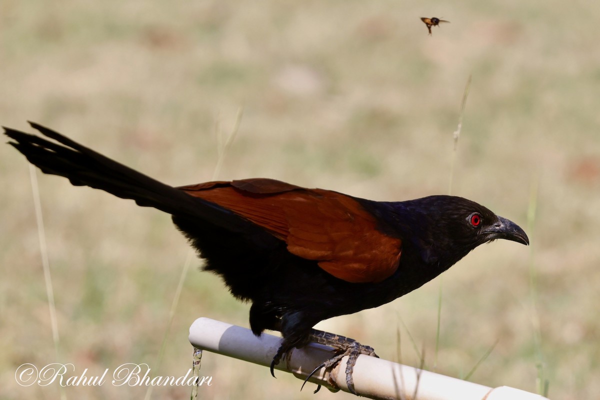 Greater Coucal - ML619292507