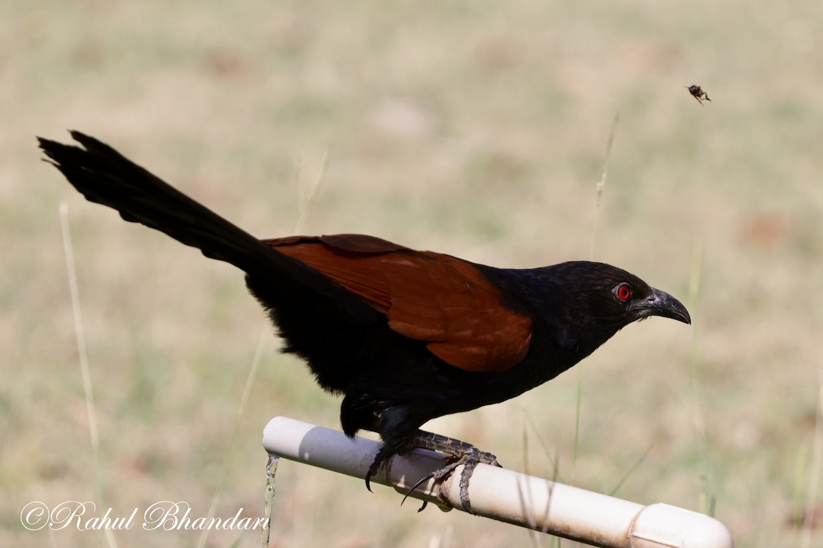 Greater Coucal - ML619292508