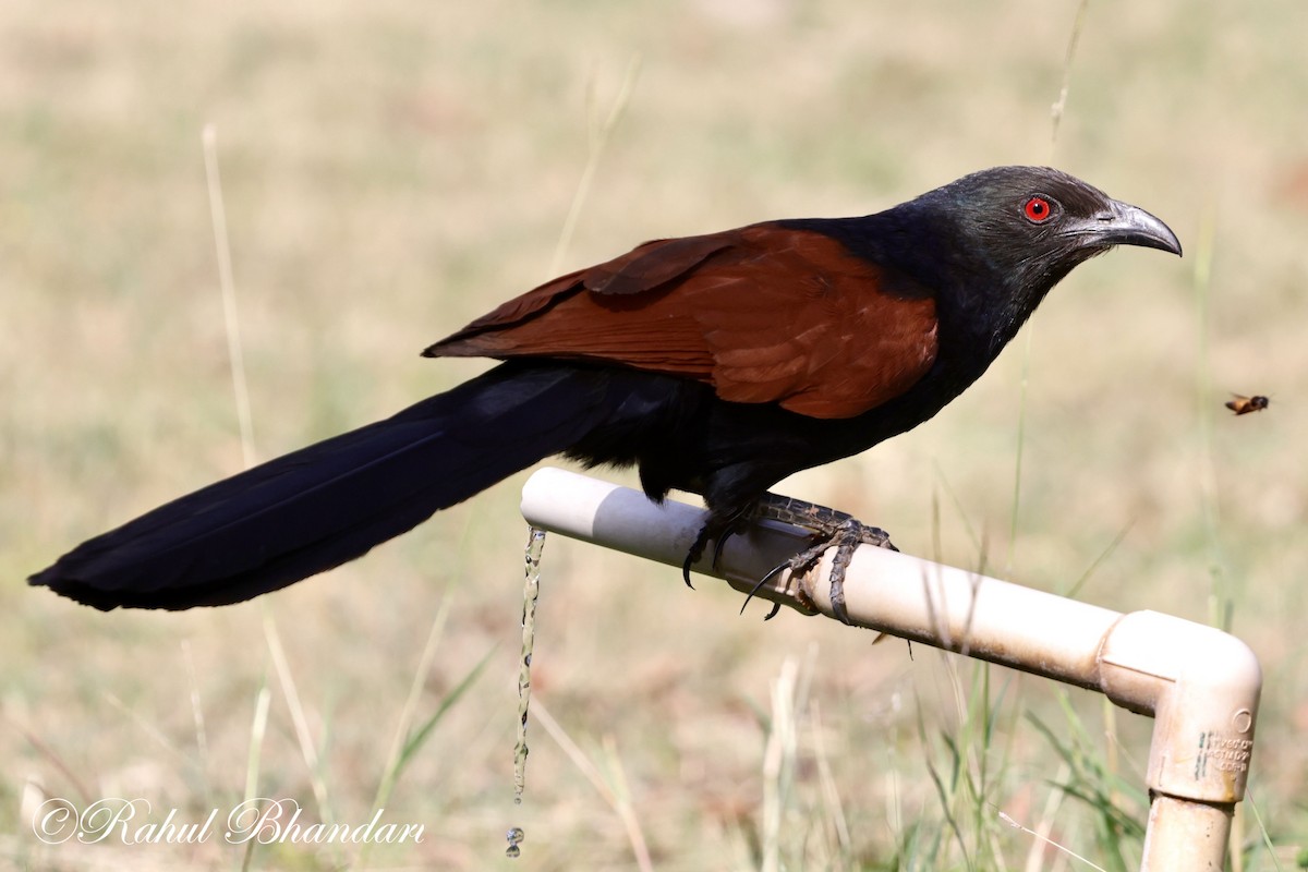 Greater Coucal - ML619292510