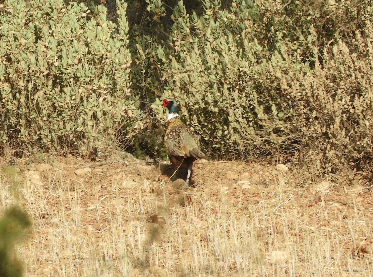 Ring-necked Pheasant - ML619292609