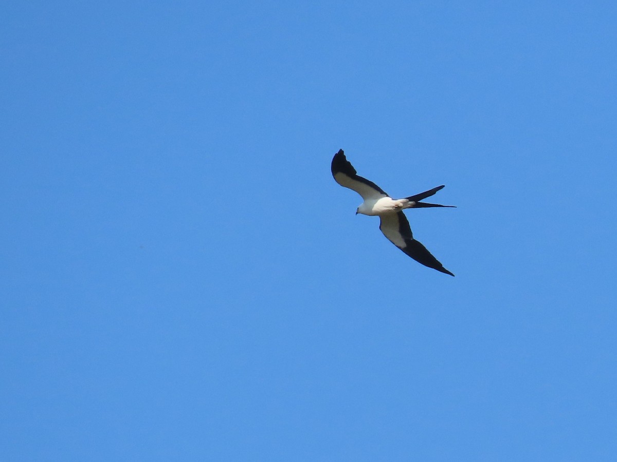 Swallow-tailed Kite - ML619292703