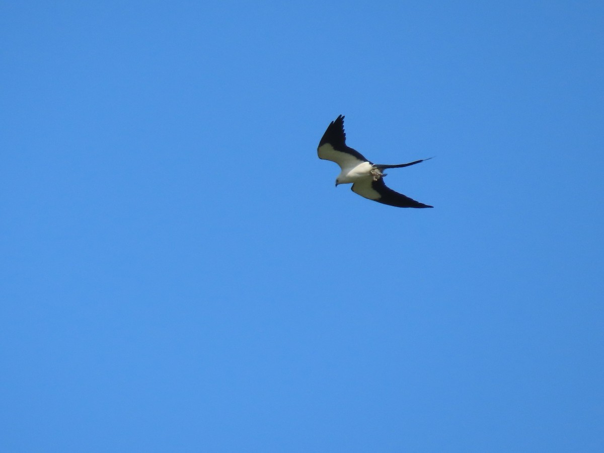 Swallow-tailed Kite - ML619292704