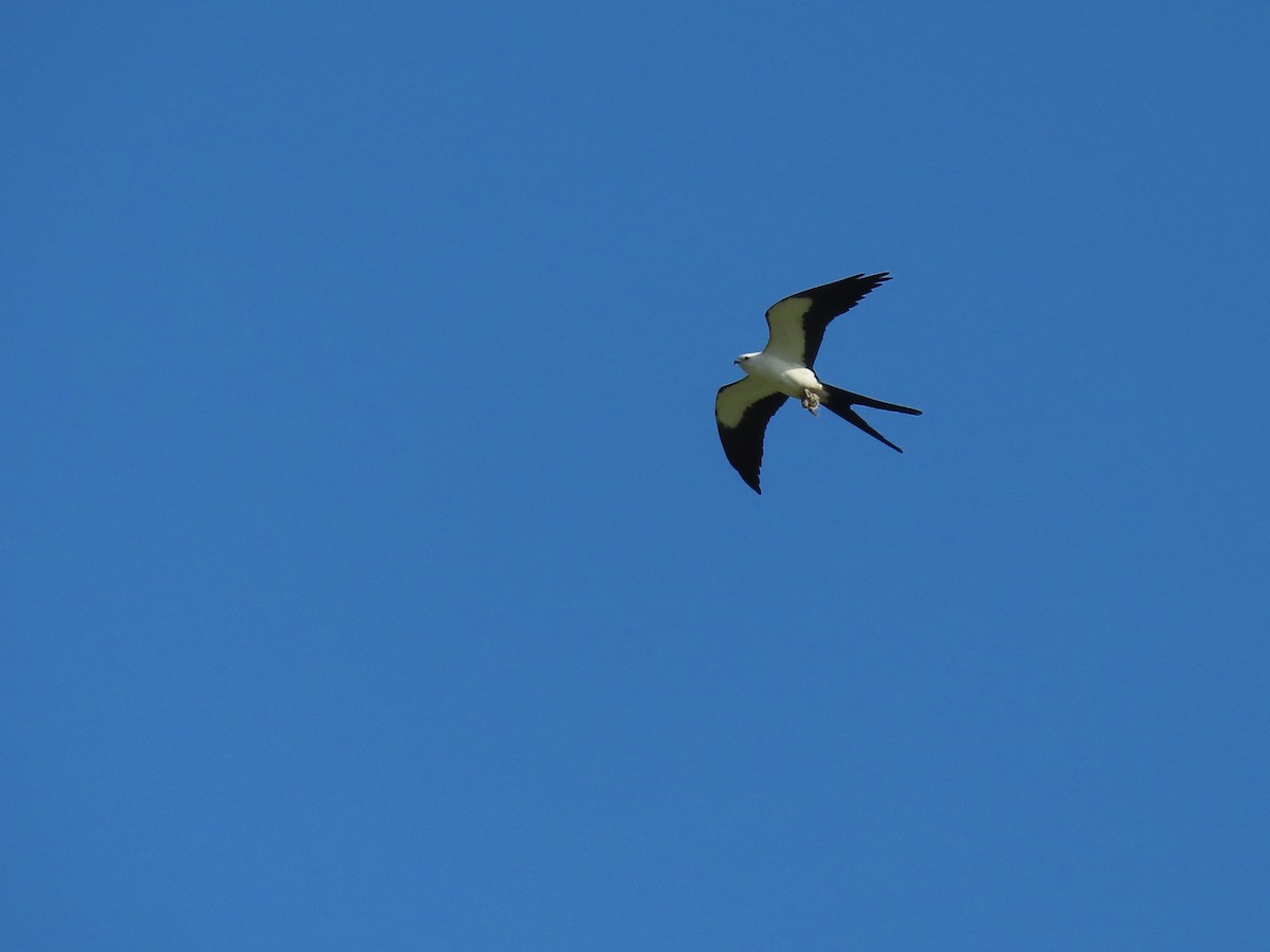 Swallow-tailed Kite - ML619292705