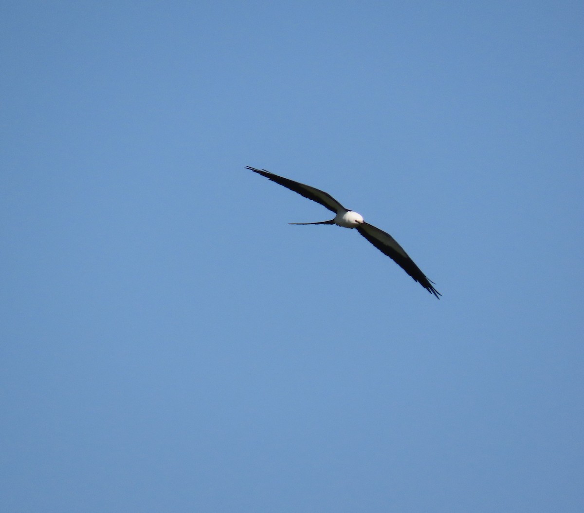 Swallow-tailed Kite - ML619292706