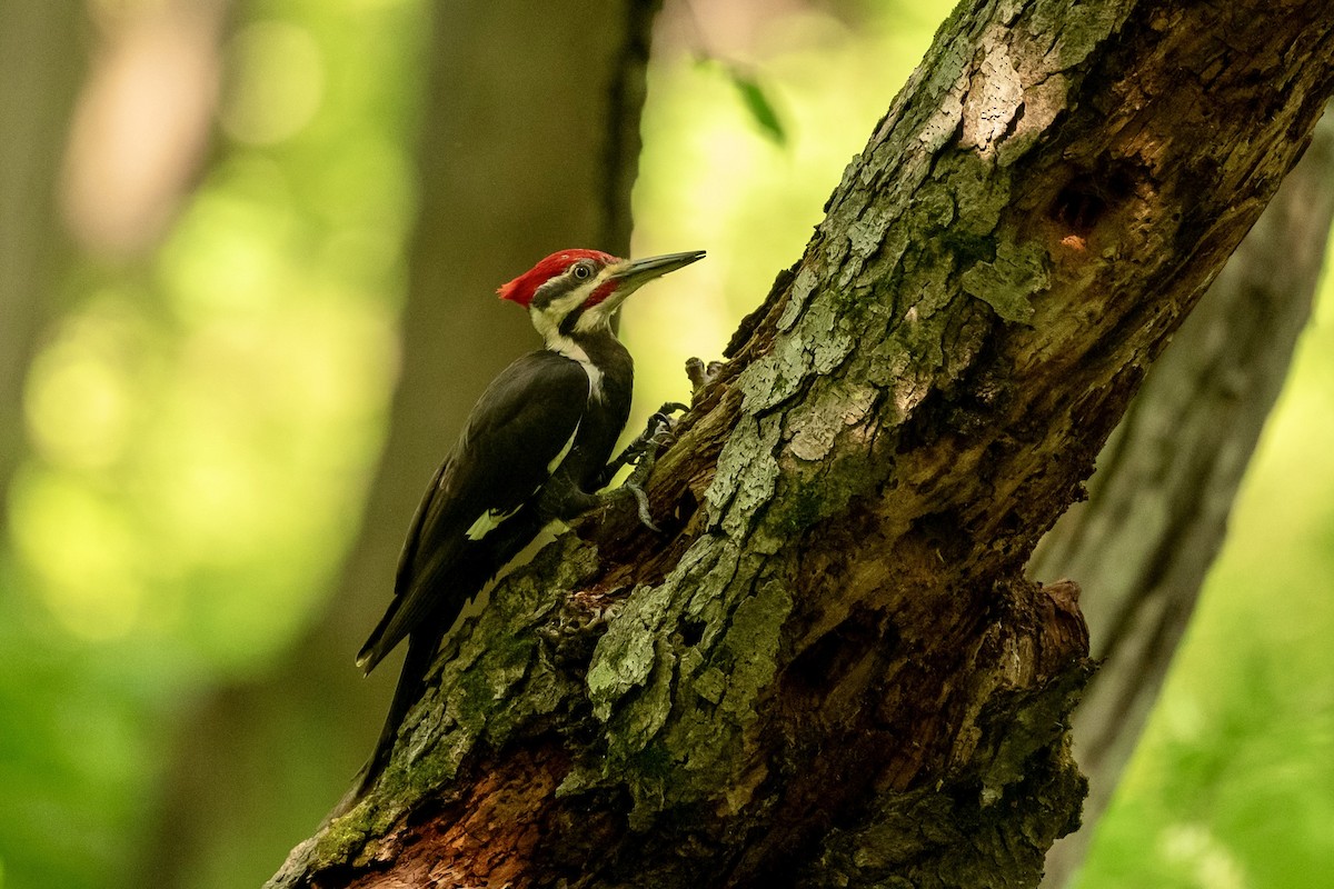 Pileated Woodpecker - ML619292722