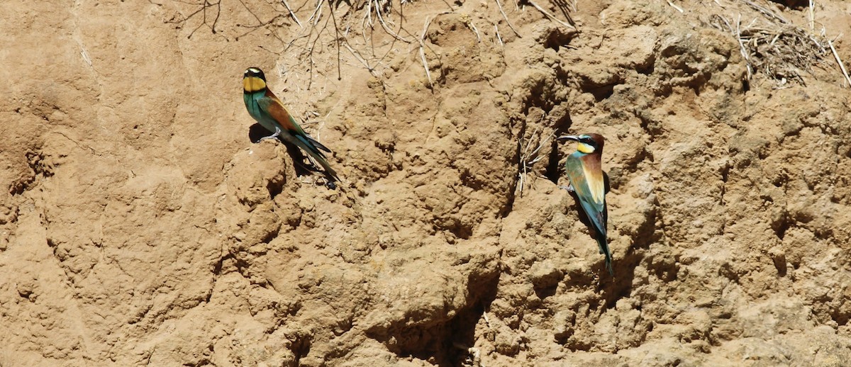 European Bee-eater - ML619292725