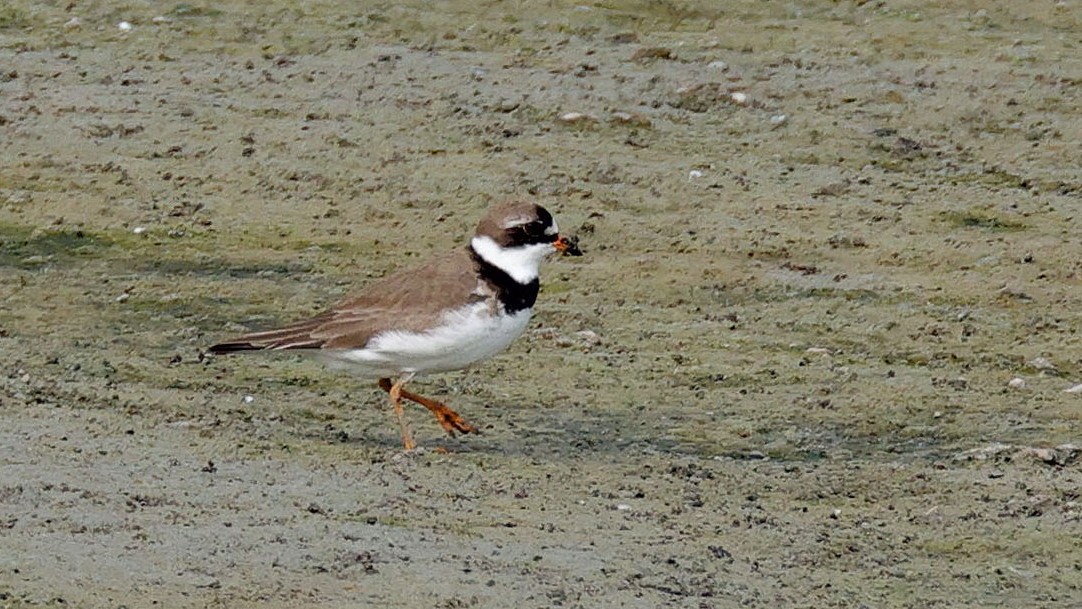 Semipalmated Plover - ML619292748
