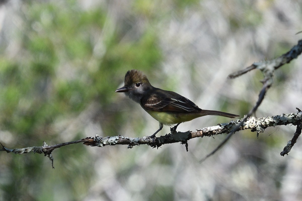 Great Crested Flycatcher - ML619292811