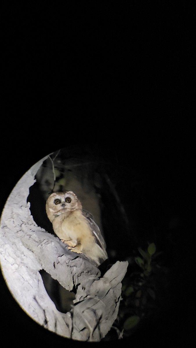 Unspotted Saw-whet Owl - ML619292840