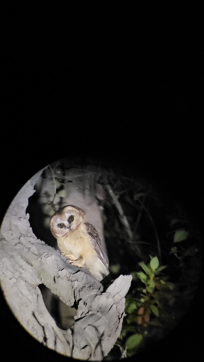 Unspotted Saw-whet Owl - ML619292841