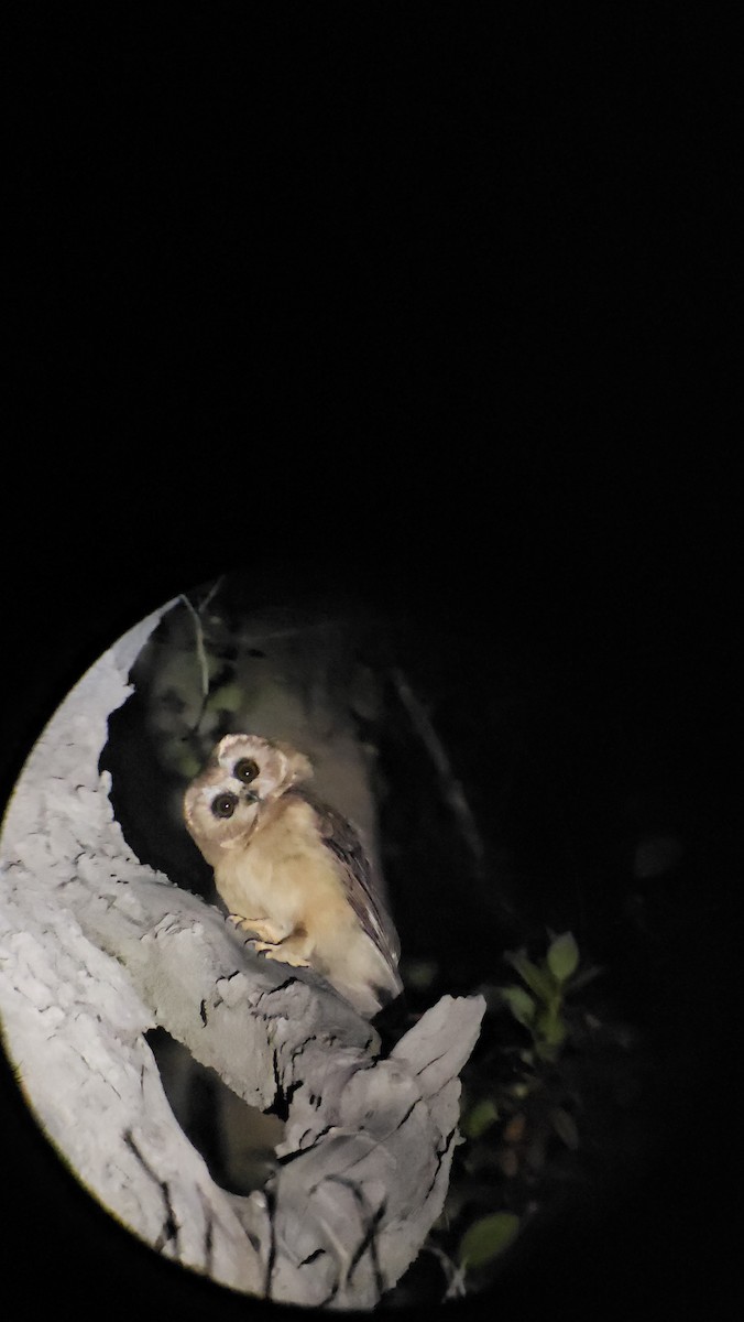 Unspotted Saw-whet Owl - ML619292842