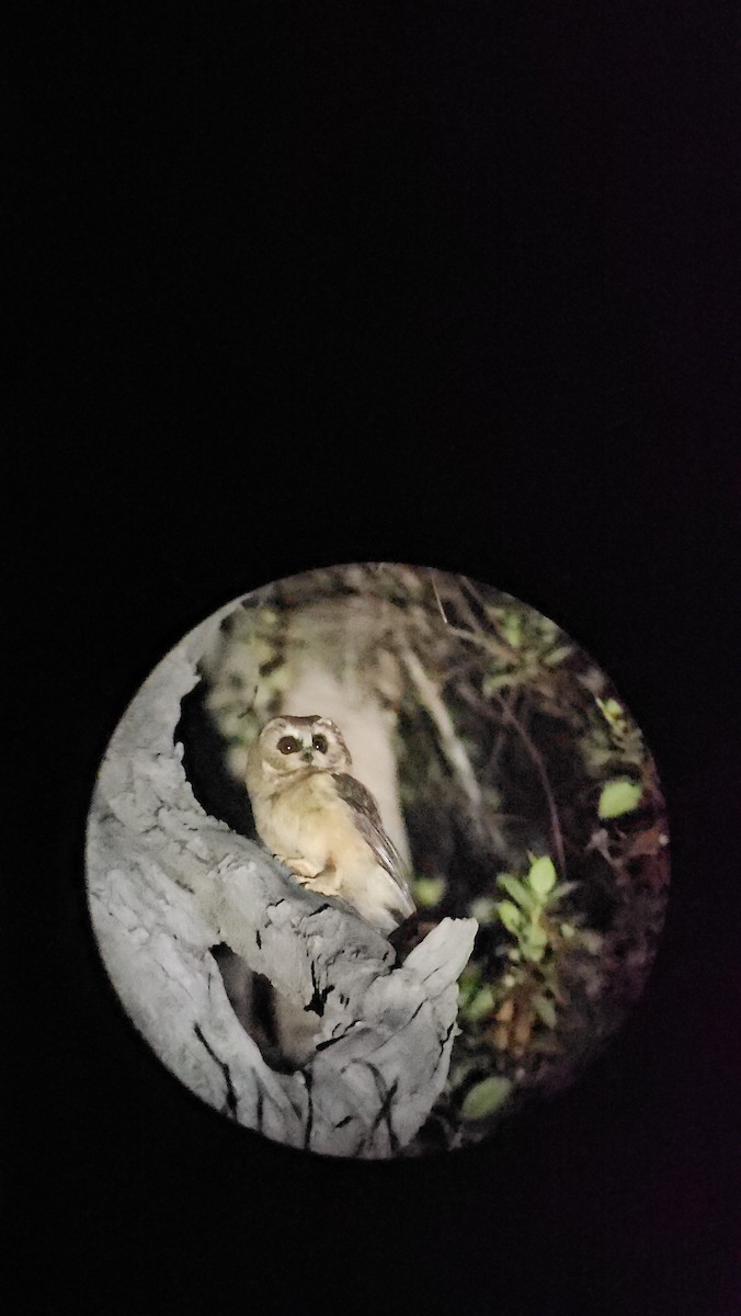Unspotted Saw-whet Owl - ML619292844