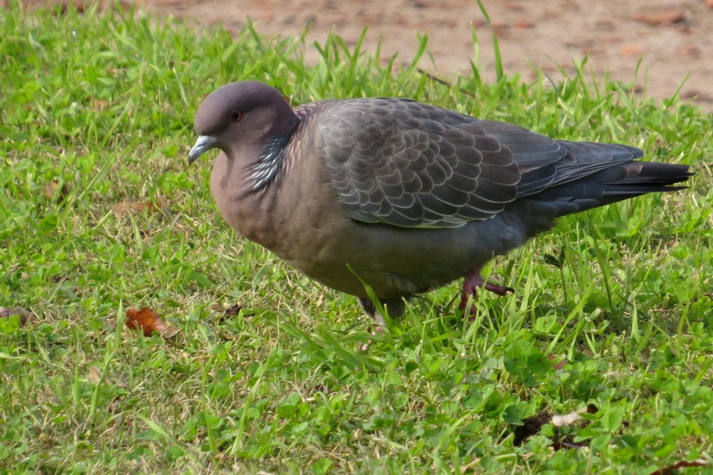 Picazuro Pigeon - ML619292881