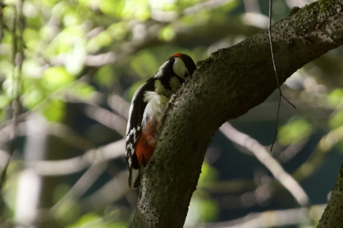 Great Spotted Woodpecker - ML619292923