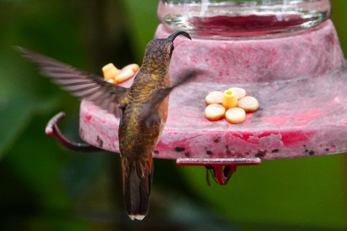 kolibřík bronzový - ML619292981