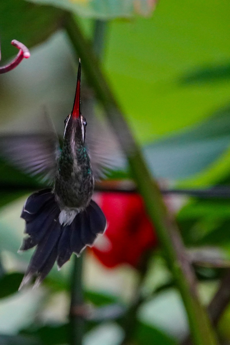 kolibřík bělovousý - ML619292997