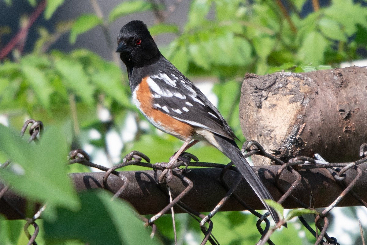 Spotted Towhee - ML619293044
