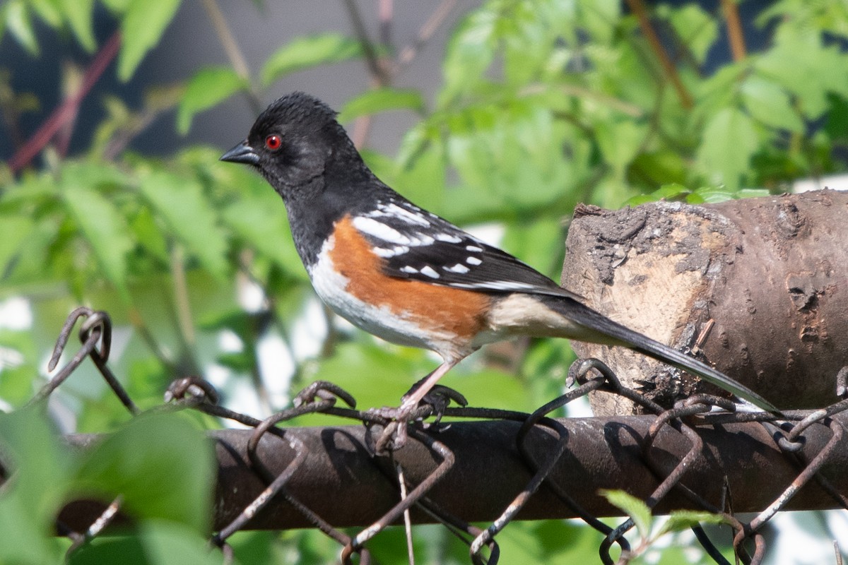 Spotted Towhee - ML619293045
