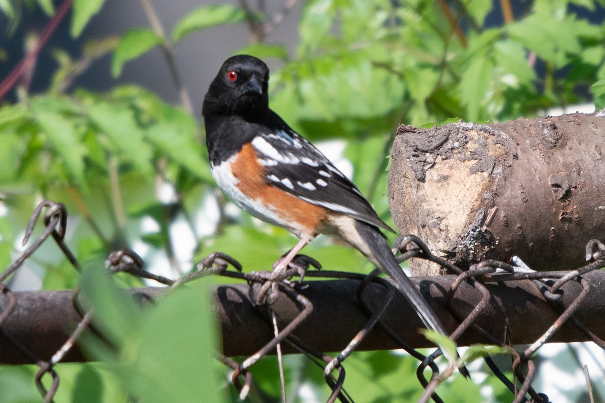 Spotted Towhee - ML619293046
