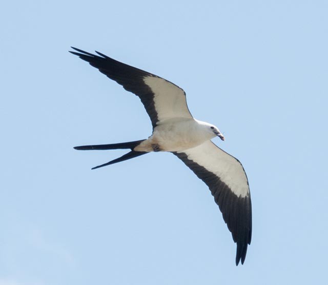 Swallow-tailed Kite - ML619293058