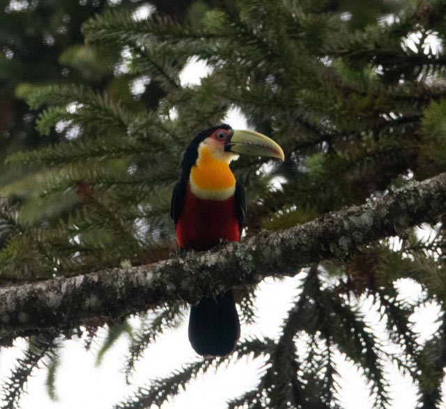Red-breasted Toucan - ML619293060