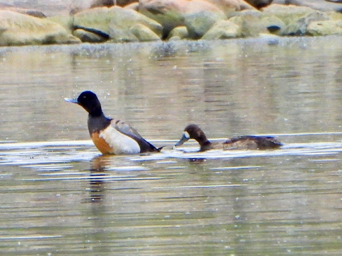 Greater Scaup - ML619293081