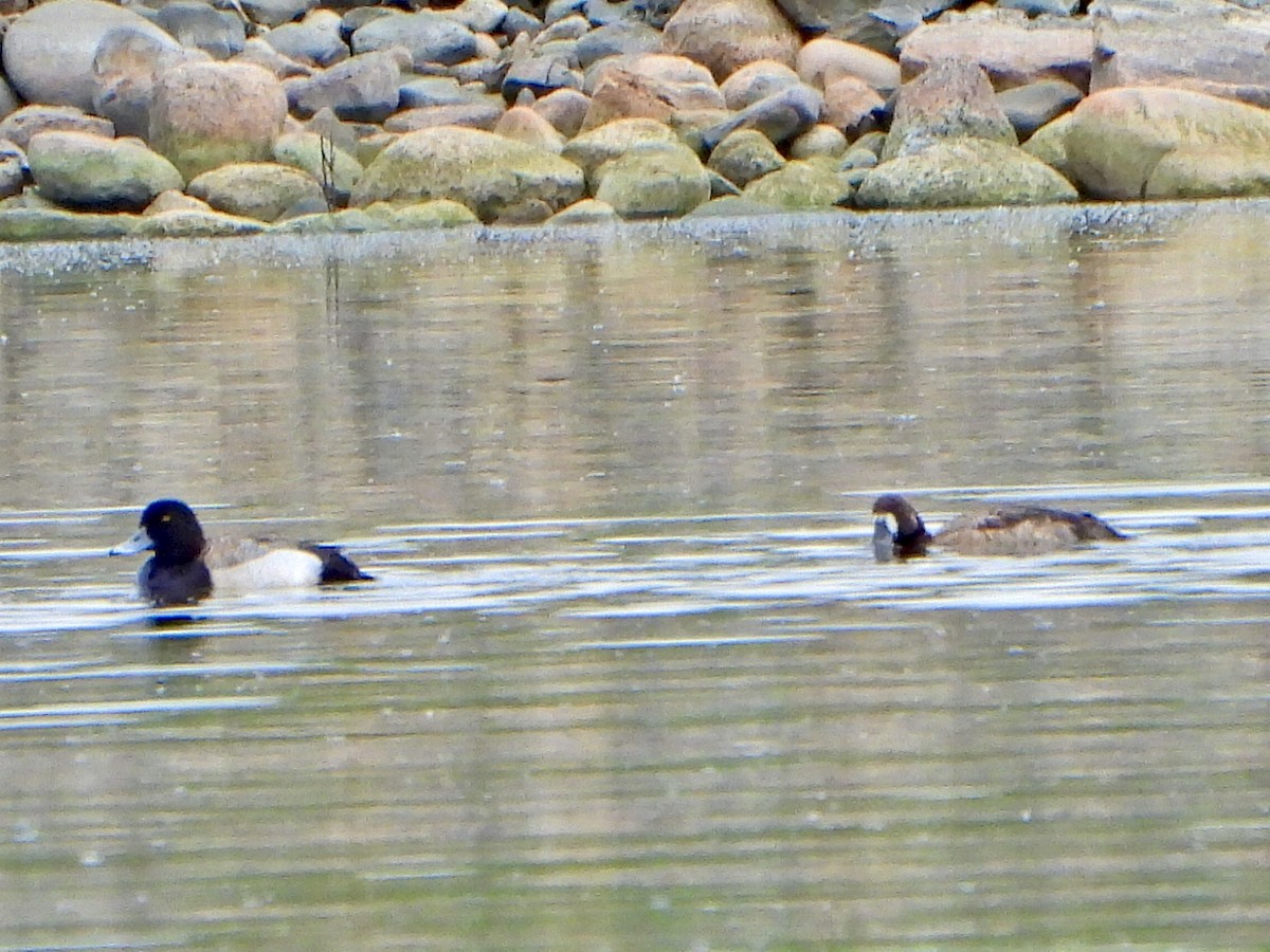 Greater Scaup - ML619293082