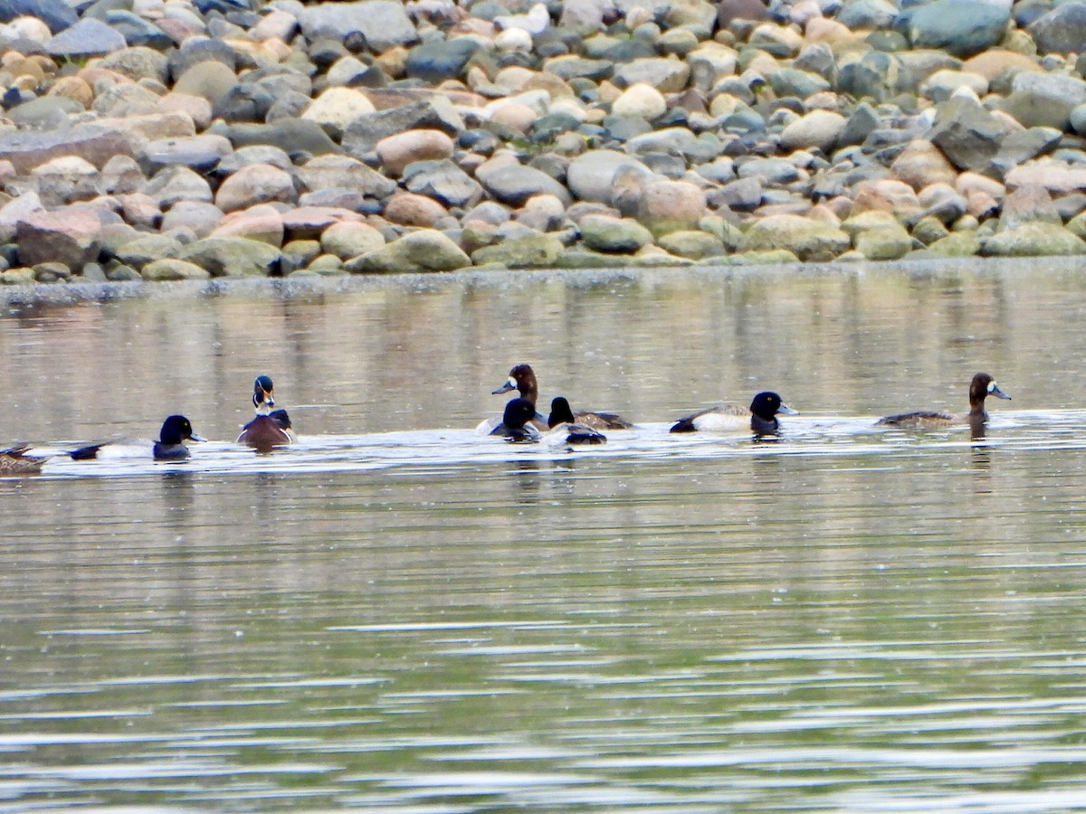 Greater Scaup - ML619293083