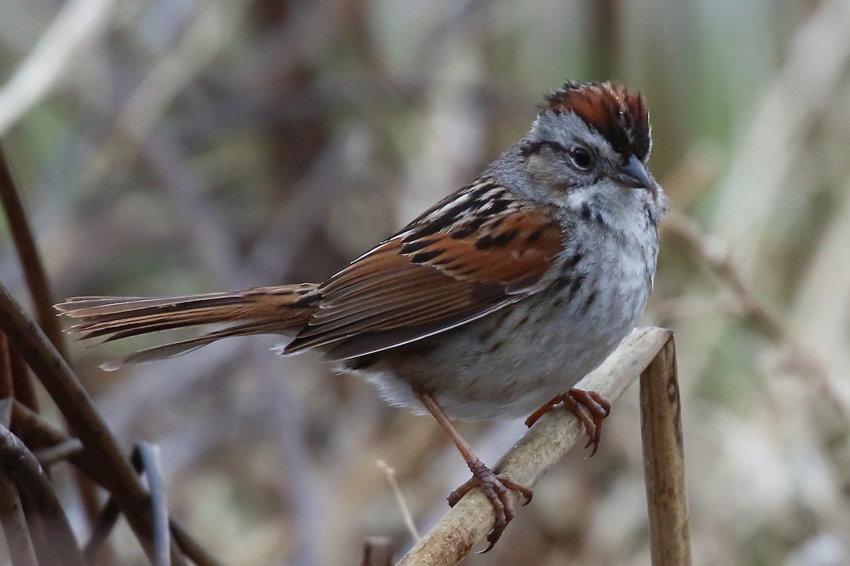 Swamp Sparrow - ML619293086
