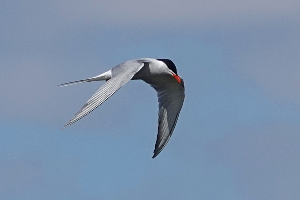 Common Tern - ML619293181