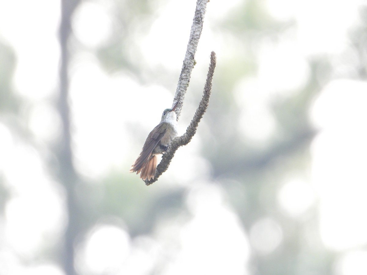 Azure-crowned Hummingbird - ML619293193