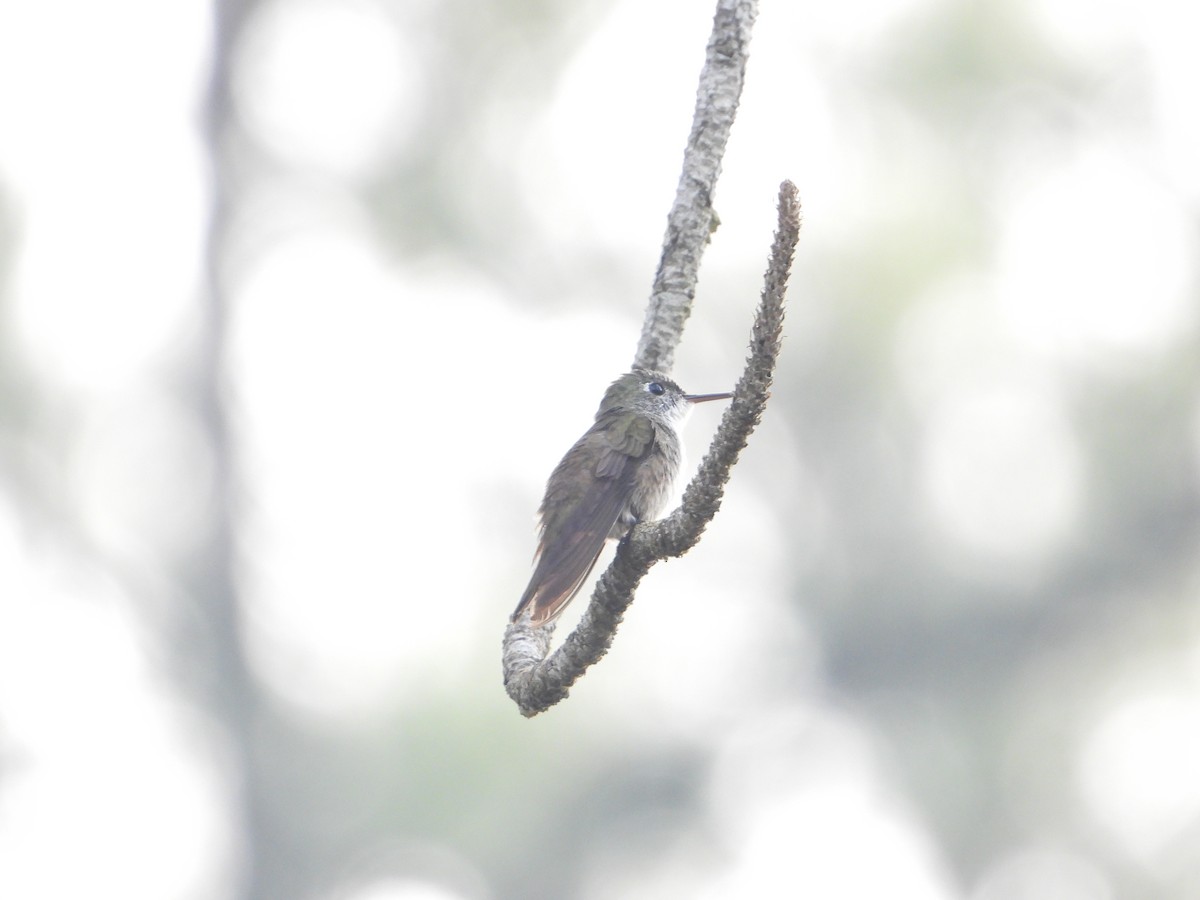 Azure-crowned Hummingbird - ML619293194