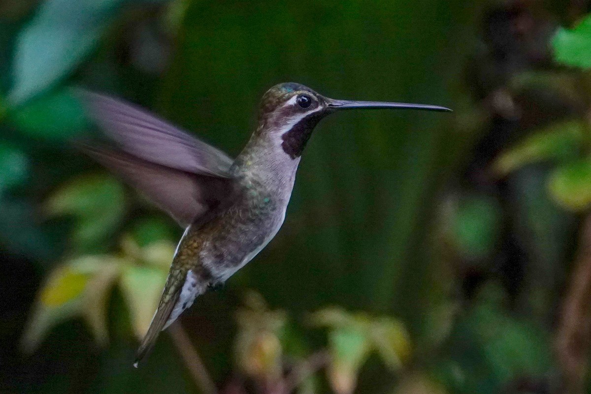 kolibřík hvězdohrdlý - ML619293215