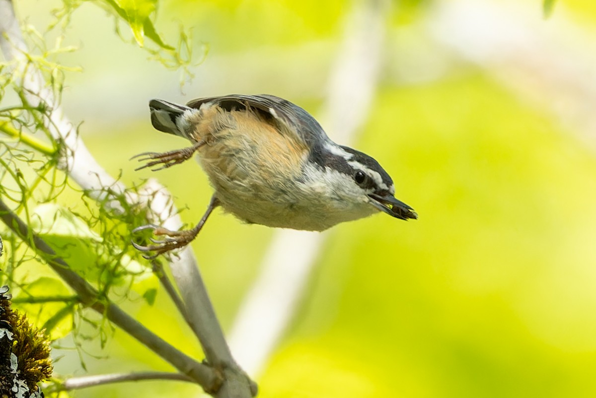 Red-breasted Nuthatch - ML619293219