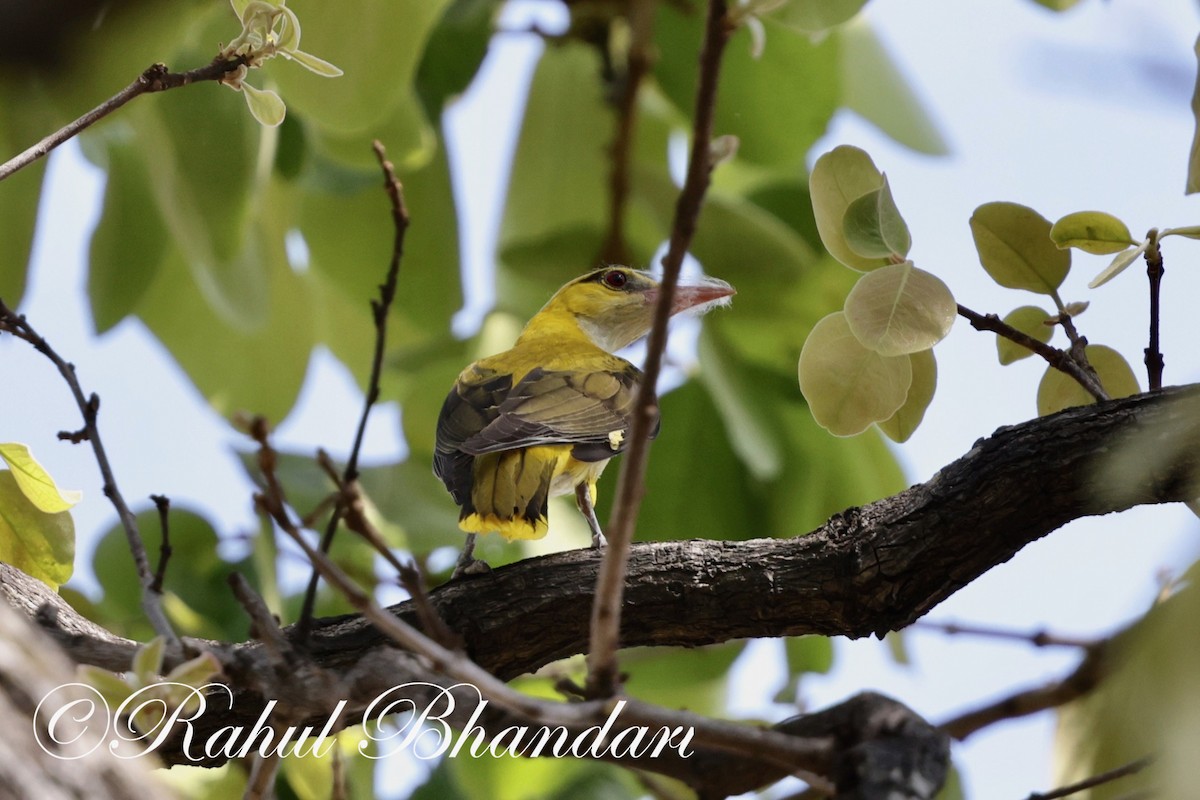 Indian Golden Oriole - ML619293220