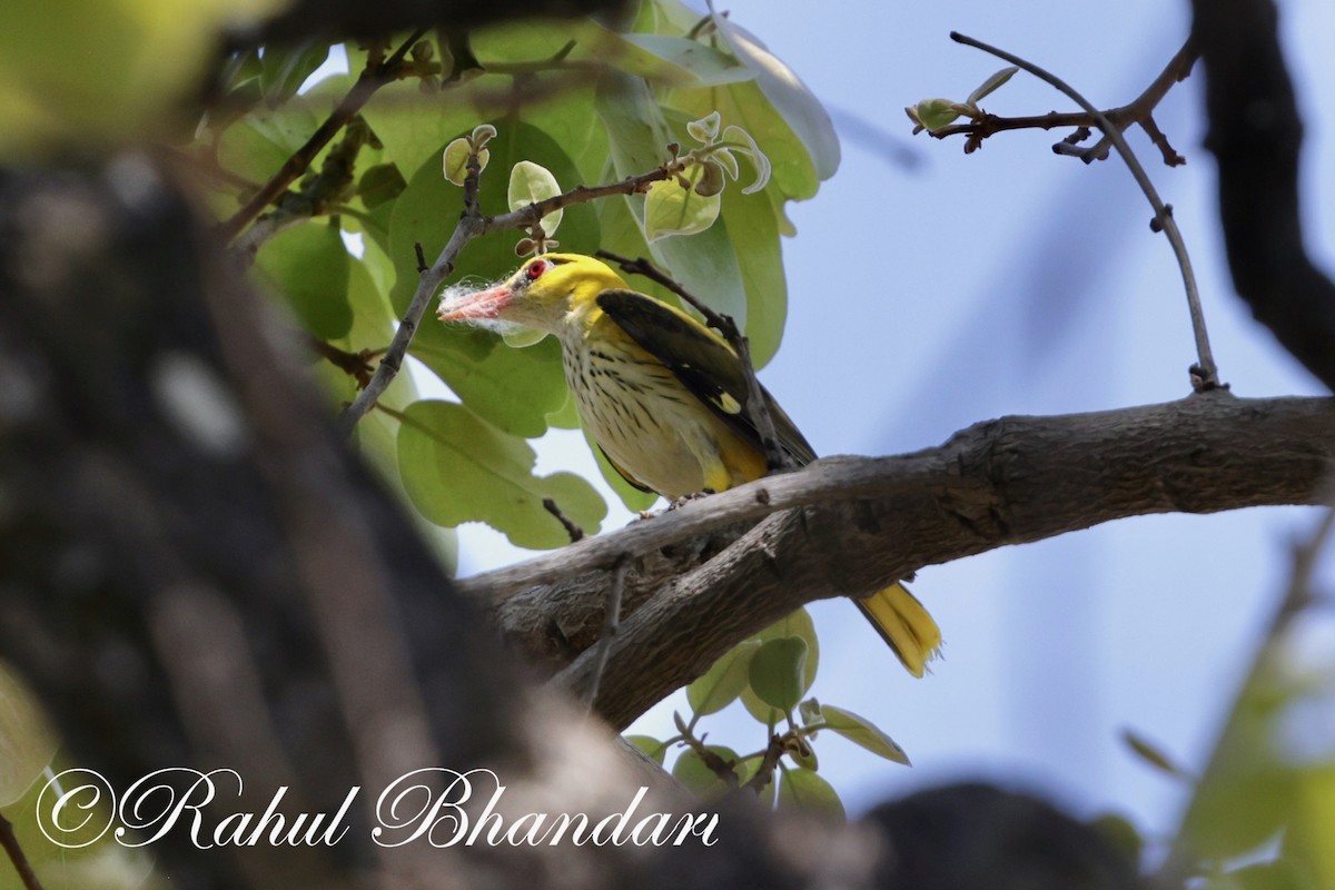 Indian Golden Oriole - ML619293221