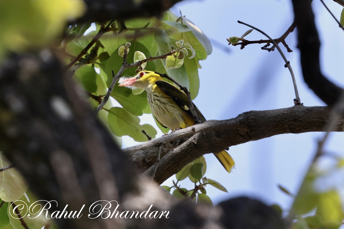 Indian Golden Oriole - ML619293222