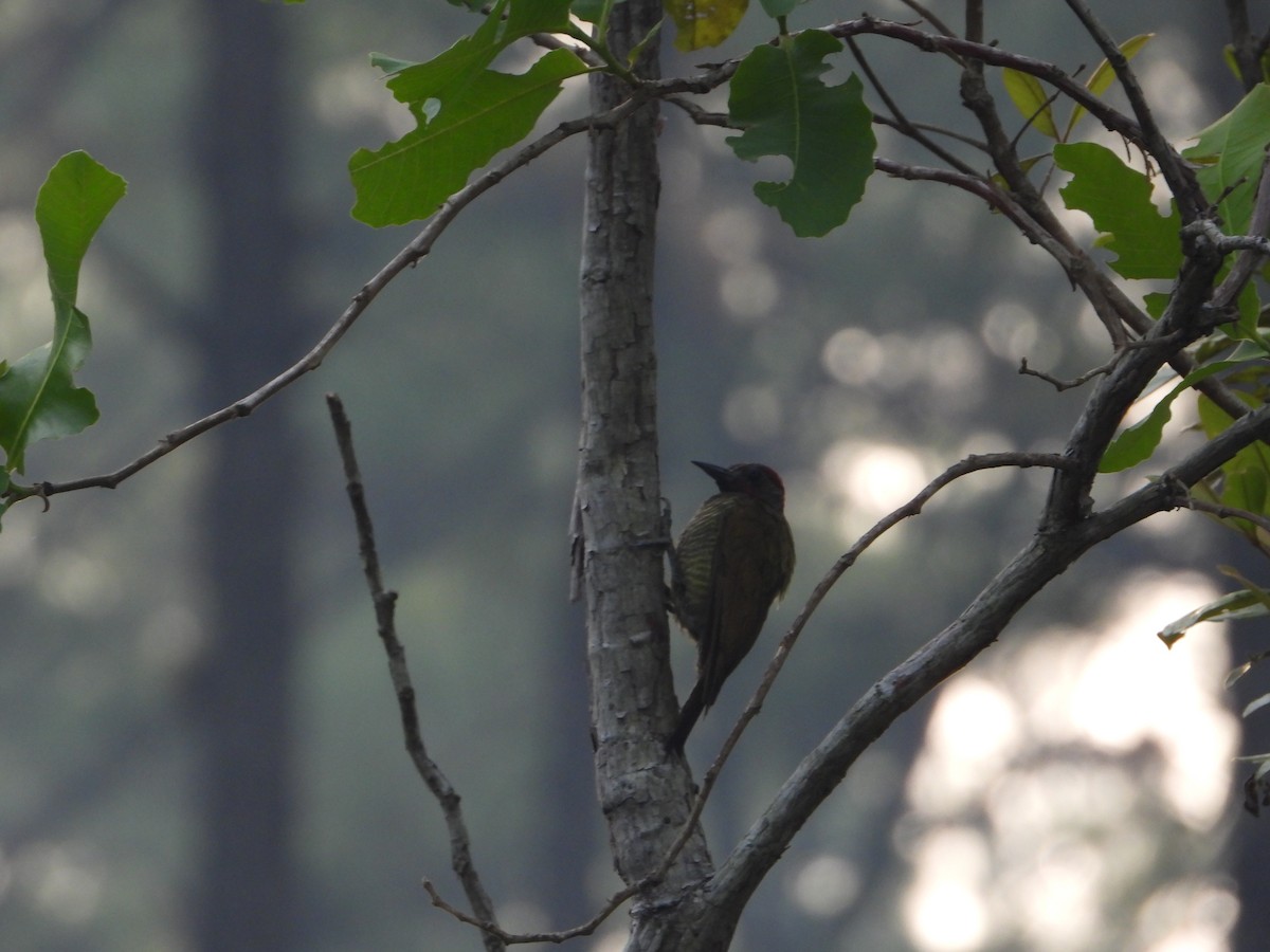 Golden-olive Woodpecker - ML619293232