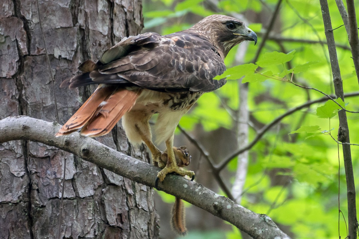 Red-tailed Hawk - ML619293245