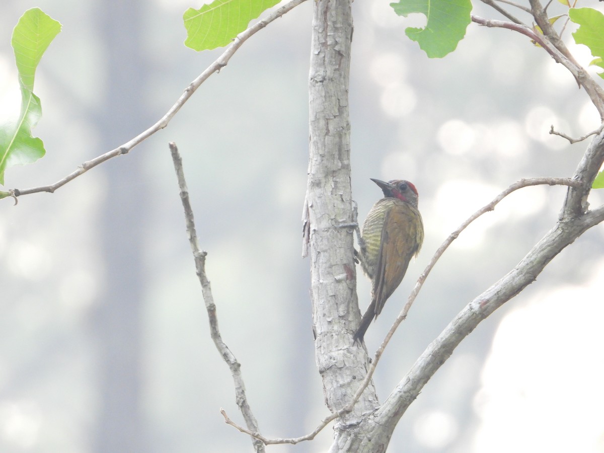 Golden-olive Woodpecker - ML619293248
