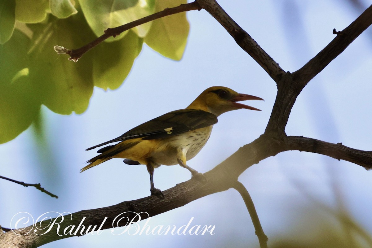 Indian Golden Oriole - ML619293270