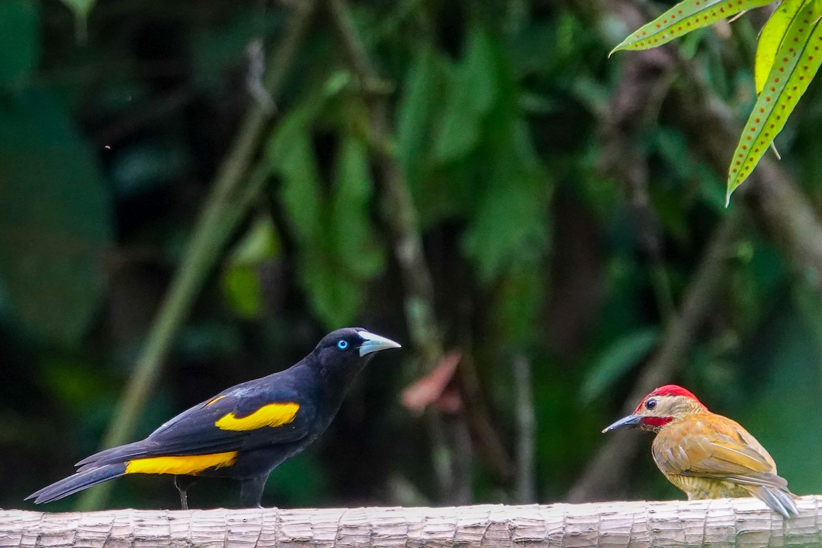 Yellow-rumped Cacique - ML619293283