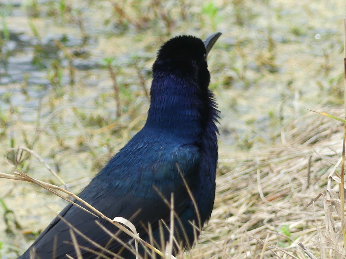 Boat-tailed Grackle - ML619293285