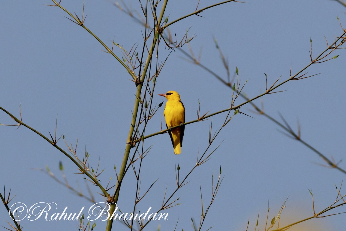 Indian Golden Oriole - ML619293293