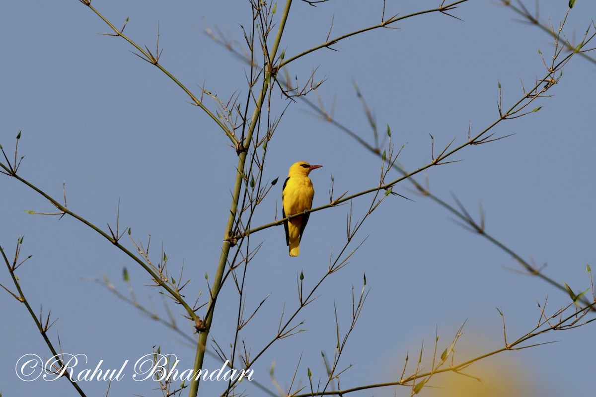 Indian Golden Oriole - ML619293294