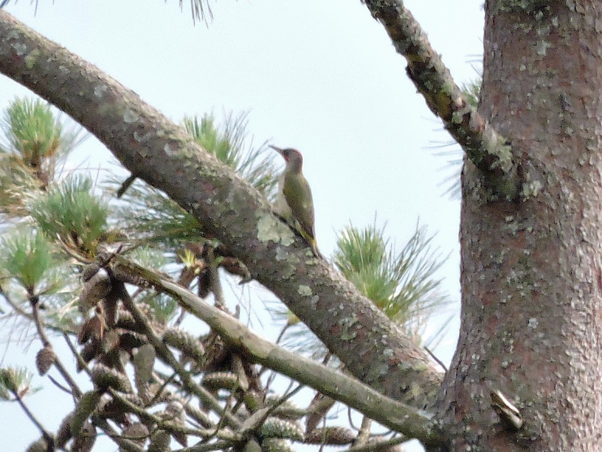 Iberian Green Woodpecker - ML619293296